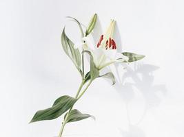 flor branca e vermelha foto