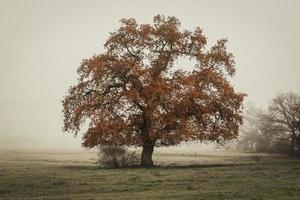 árvore solitária no campo foto