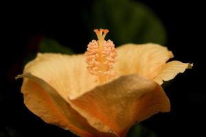 pétalas de flor de laranjeira e estigma foto