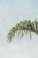 uma única palmeira foto