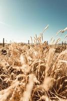 campo de grama de trigo foto