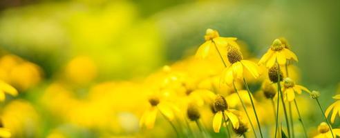 closeup de flor amarela sob a luz do sol com espaço de cópia usando como plano de fundo a paisagem de plantas naturais, conceito de capa de papel de parede de ecologia. foto