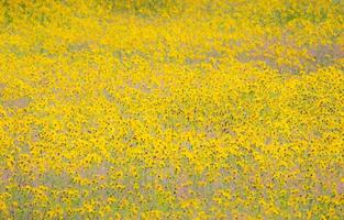 fundo de arte digital de um campo de flores silvestres amarelas no parque nacional de yellowstone foto