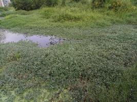 pântano atrás da casa cheia de água e grama foto