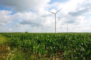 moinhos de vento no campo de milho foto
