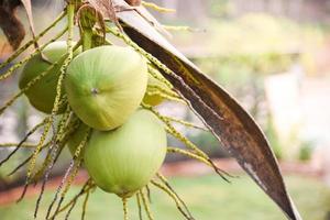 coco jovem na árvore fruta tropical de coqueiro verde fresco na planta no jardim no dia de verão foto