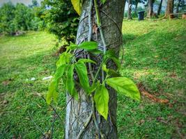 uma planta ou videira que se propaga em uma árvore no jardim foto