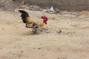 um galo em pé na calçada foto