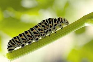 lagarta-monarca comendo erva-leite foto