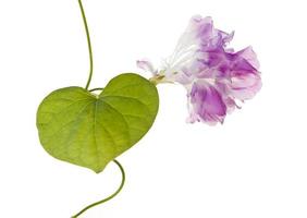 ipomoea nil, fração de segundo, folha em forma de coração e flor rosa foto