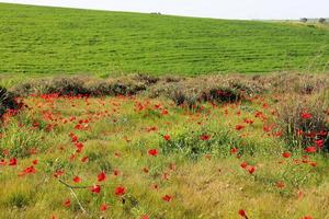 prado primavera com desabrochar de flores de anêmonas vermelhas foto