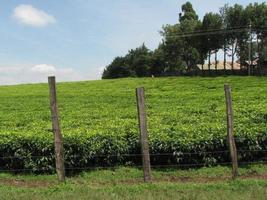 plantação de chá
