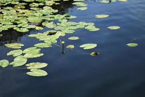 folhas verdes de nenúfares na superfície escura do lago foto