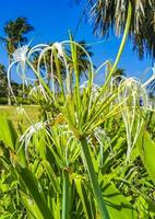 hymenocallis caribaea caribe lírio aranha única flor branca tulum méxico. foto