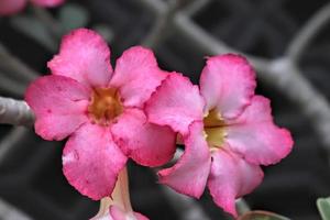 as flores de frangipani têm uma textura natural rosa brilhante, com fundo de parede branca foto