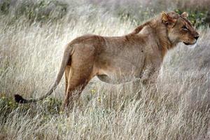 leão na grama dourada do parque nacional de etosha na namíbia foto
