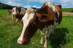 vacas brancas e marrons em uma fazenda suíça foto