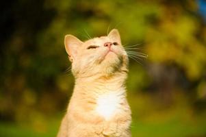 gato engraçado na grama verde foto