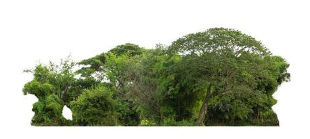 árvores verdes isoladas no fundo branco. floresta e folhas em fileiras de árvores e arbustos de verão foto