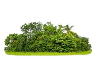 árvores verdes isoladas no fundo branco. floresta e folhas em fileiras de árvores e arbustos de verão foto