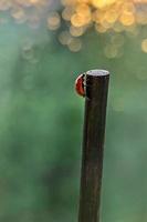 uma joaninha vermelha rasteja em uma vara em direção aos raios do sol do pôr do sol. bokeh. macrofotografia. depois da chuva foto