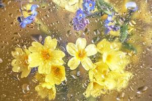 flores da primavera miosótis e prímulas fecham sobre um fundo dourado atrás do vidro com pingos de chuva. foto