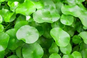 fitoterapia deixa fundo natural de centella asiatica conhecido como gotu kola foto