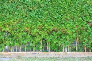 árvore de bambu com folhas verdes decoração de cerca natural ao ar livre