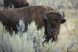 bisão adulto fica entre a artemísia no parque nacional de yellowstone,