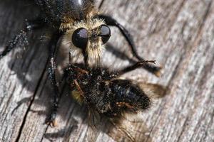 mosca assassina amarela ou mosca ladrão amarela com uma abelha como presa. inseto é sugado foto