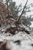 casca de pinheiro rachada na floresta de inverno foto