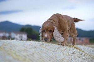 cão cocker spaniel olhando para você foto