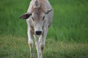 um bezerro de vaca fofo foto