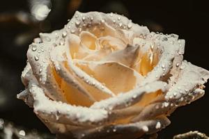 rosa branca com gotas de água foto