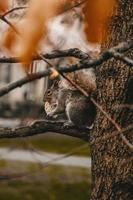 esquilo comendo biscoito em galho de árvore foto