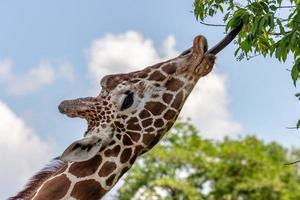 girafa comendo folhas foto