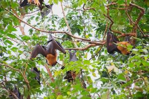 vida dos morcegos na floresta foto