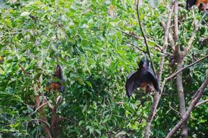 vida dos morcegos na floresta foto