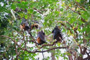 vida dos morcegos na floresta foto