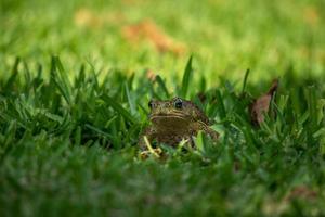 sapo na grama verde foto