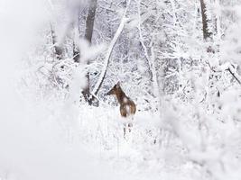jovem veado na neve foto