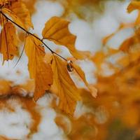 close-up do anel nas folhas de outono foto