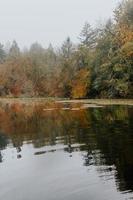 árvores perto de um lago foto