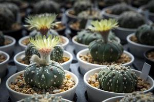 flor amarela de astrophytum asterias cacto florescendo foto