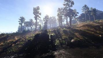 rica área de floresta natural, córregos, céu, montanhas e várias plantas renderização em 3d foto