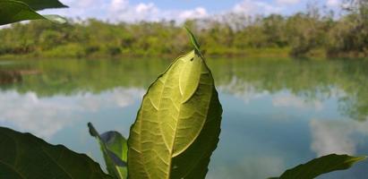 bela vista para o lago com águas claras foto