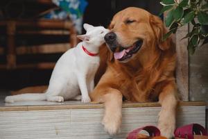 cão e gato foto