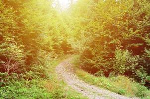 um caminho em uma floresta selvagem. paisagem da floresta no início do outono foto