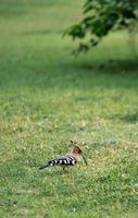 Eurasian hoopoe upupa epops andando à procura de comida no quintal verde. foto