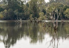 árvores e pássaros na floresta ao redor de um lago, saindo da água do lago. foto